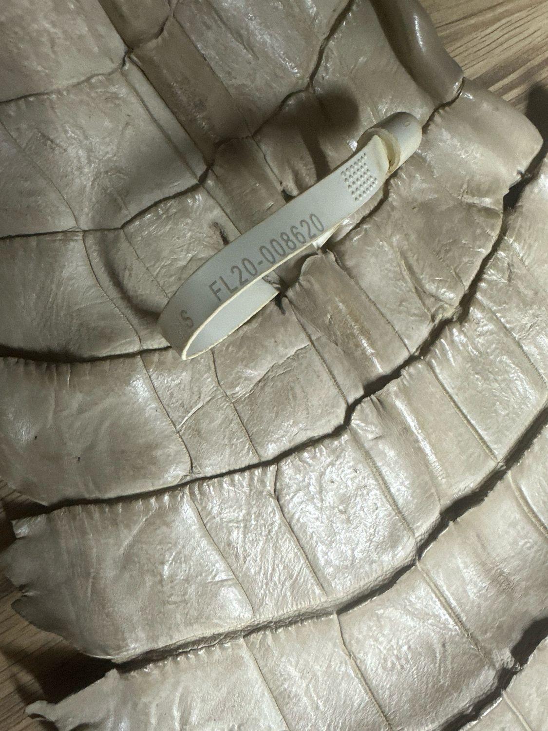 Saddle Alligator Belly Skin