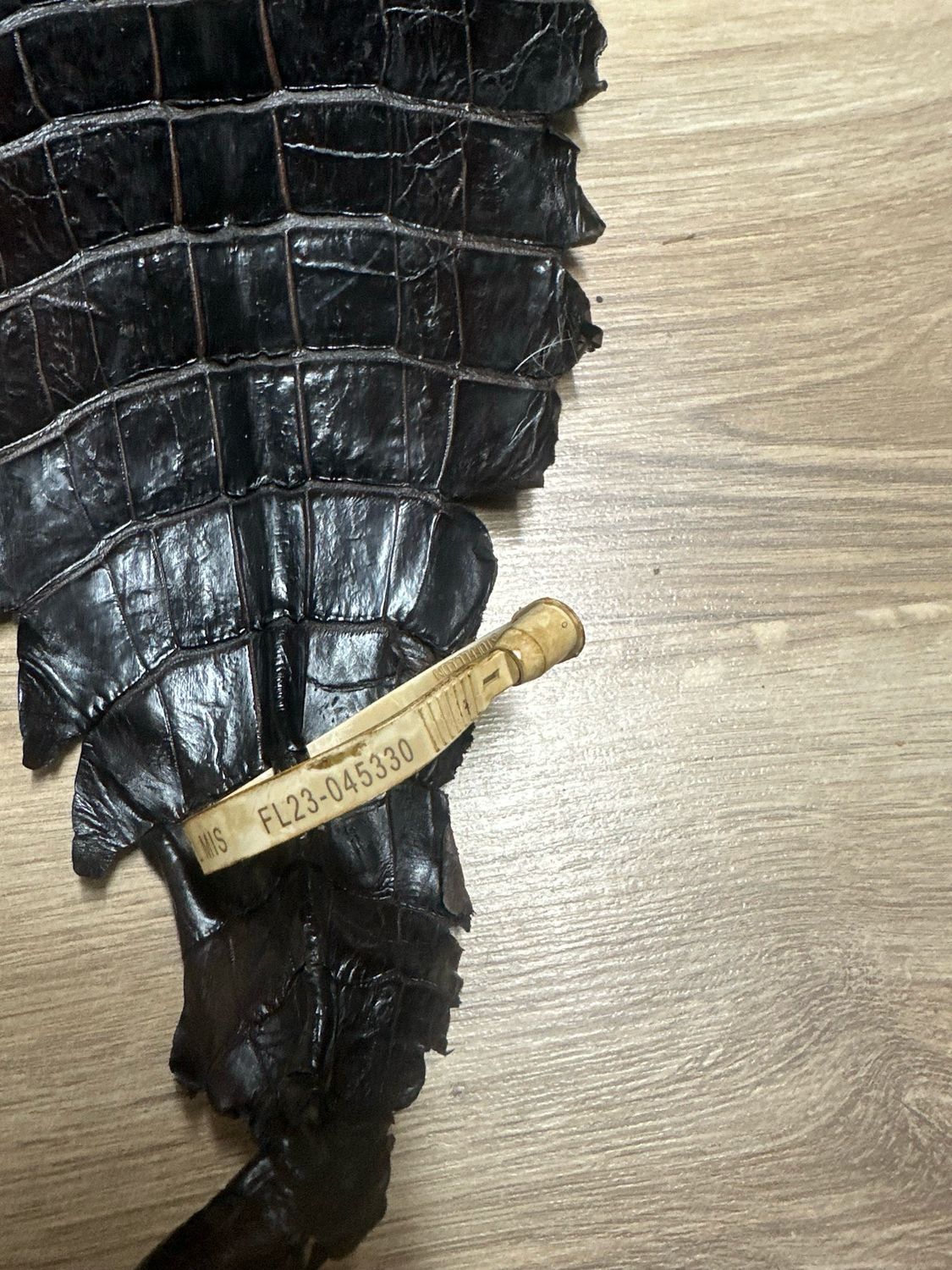 Dark Brown Alligator Belly Skin