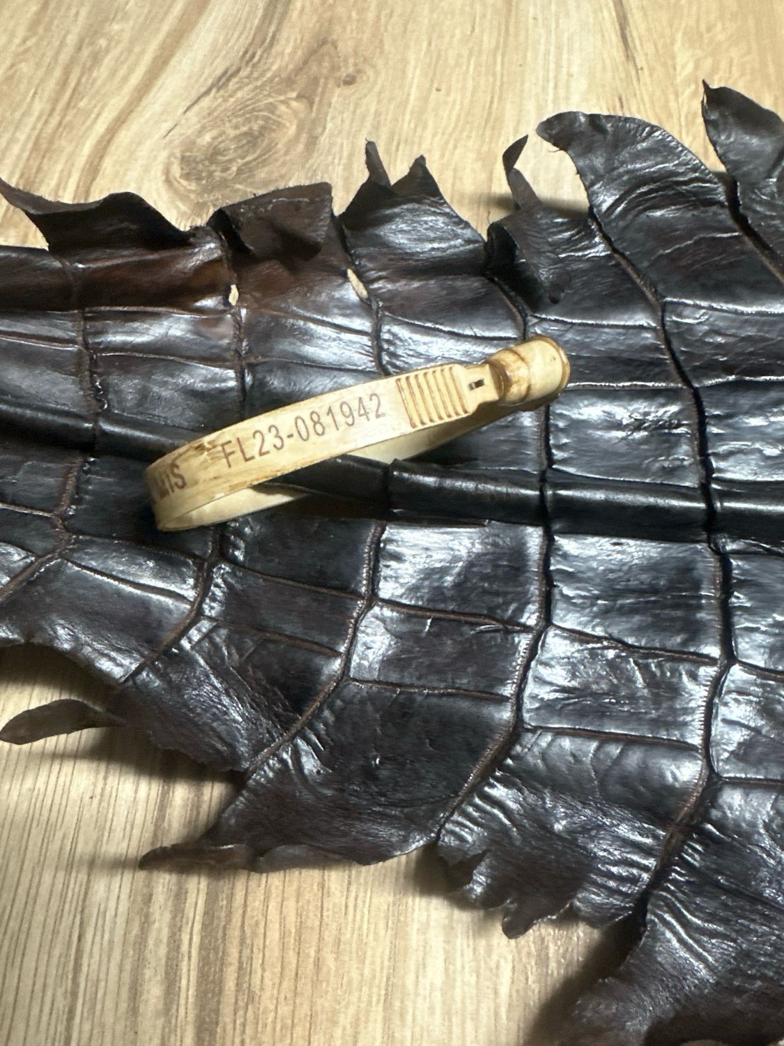 Brown Alligator Belly Skin