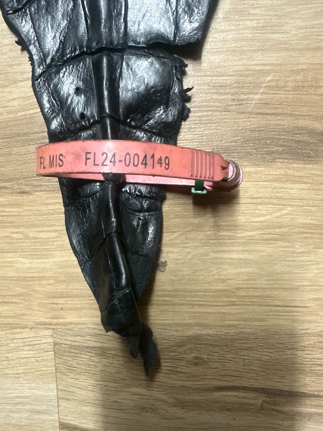 Navy Alligator Belly Skin