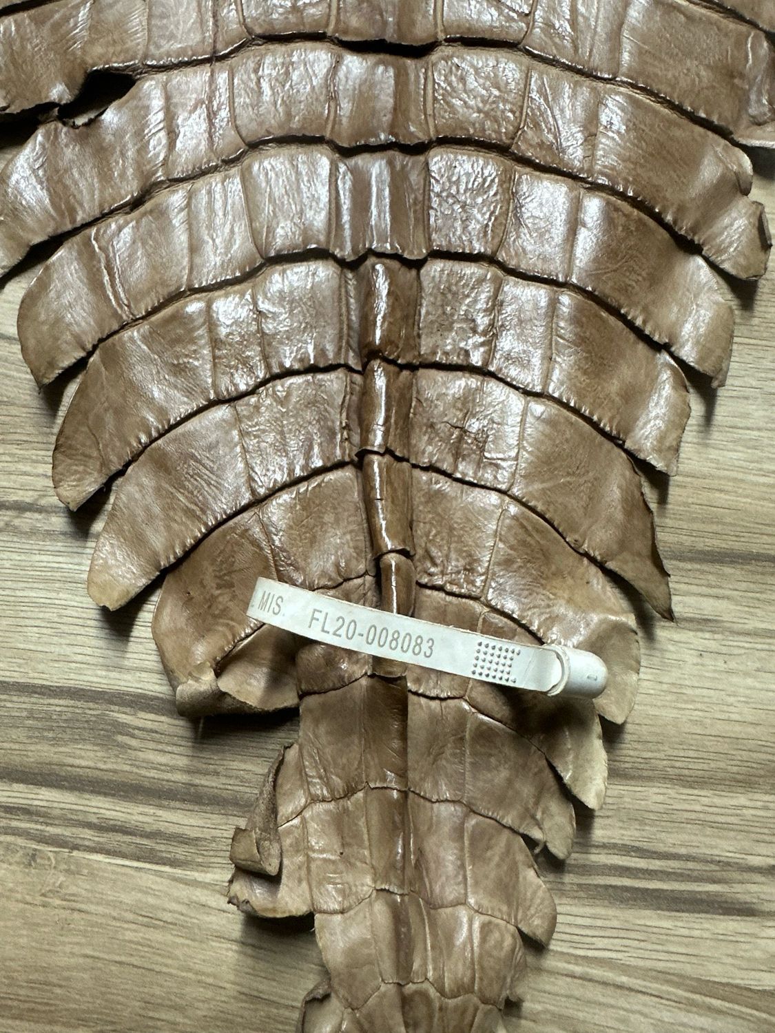 Luc Br Alligator Belly Skin Cathleen P.