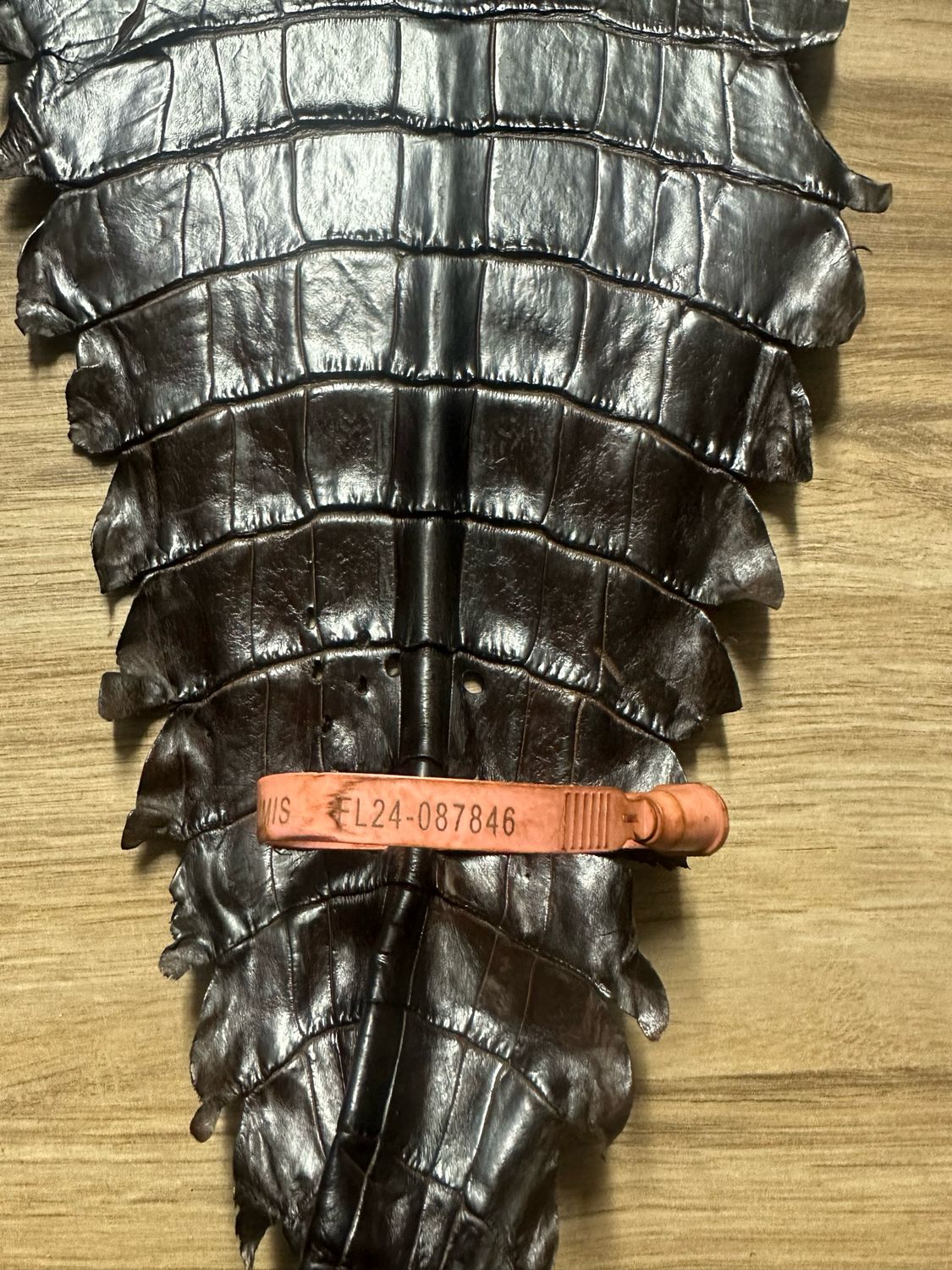 Dr Br Alligator Belly Skin