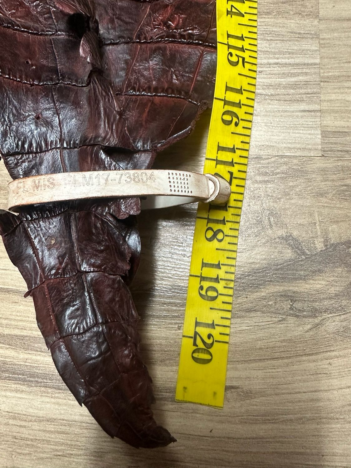 Hornback Alligator Skin