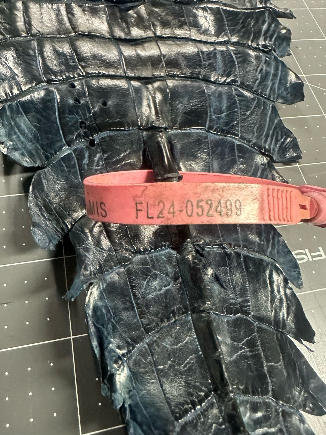 Navy Alligator Belly Skin