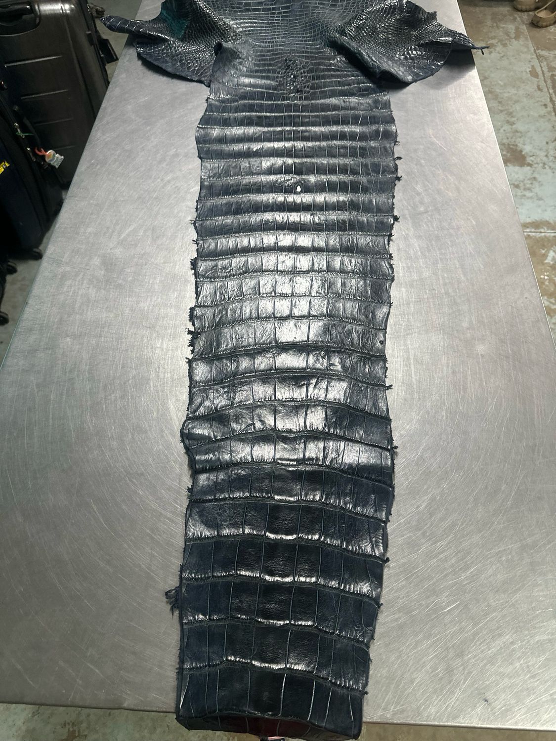 Navy Alligator Belly Skin