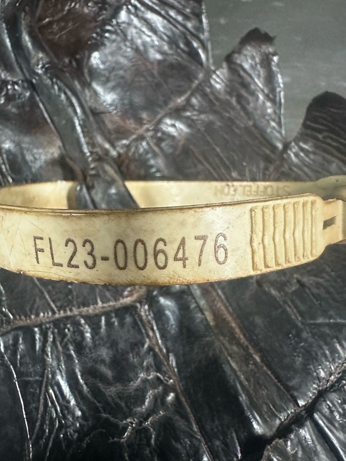 13’ (94cm) American Alligator Belly Skin and 64cm Olive belly skin