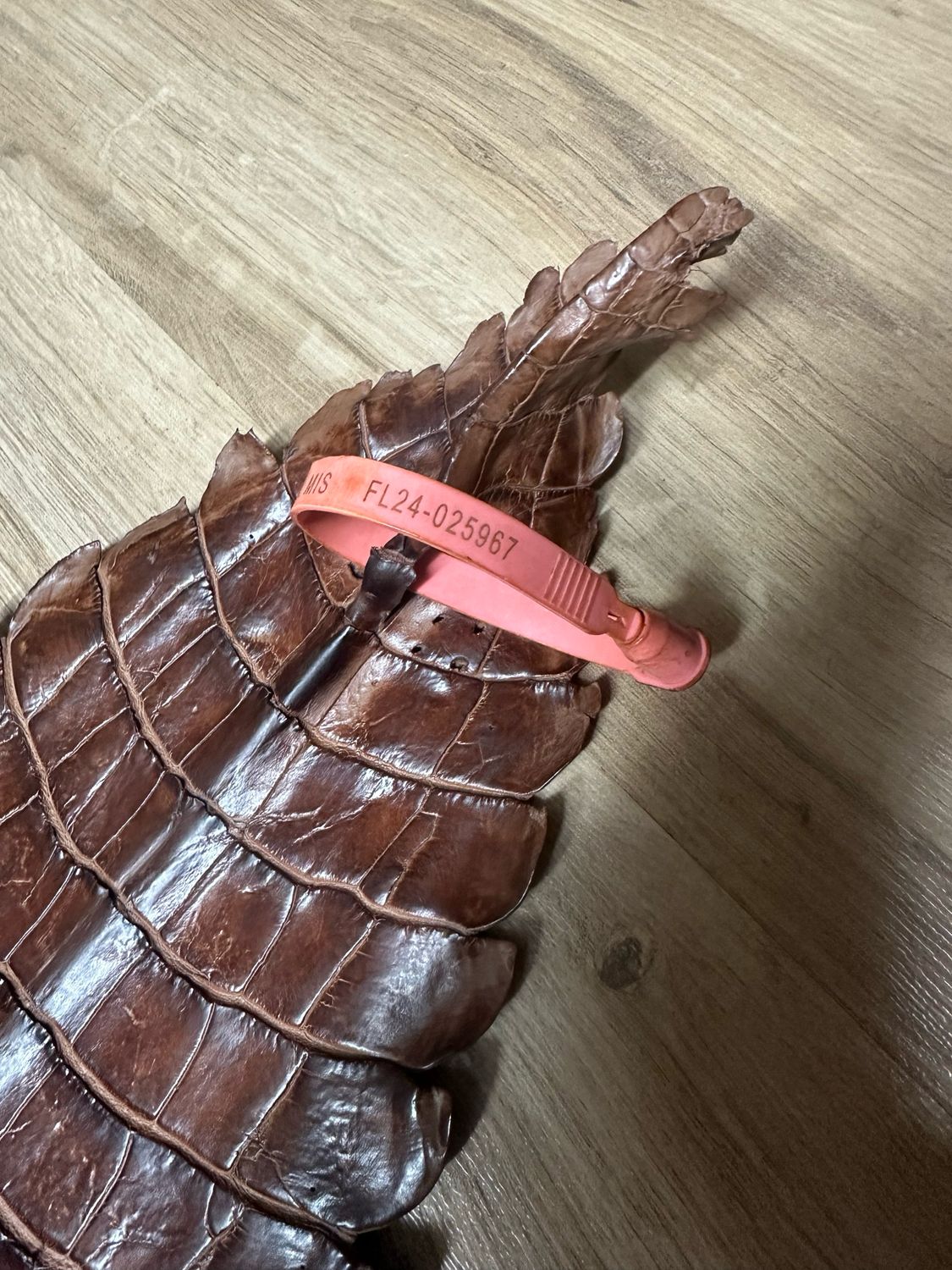 Col Lit American Alligator Belly Skin