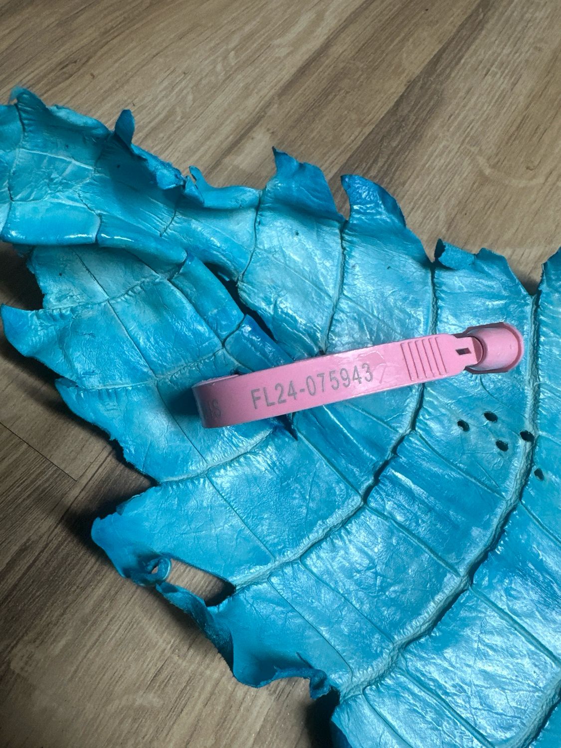 Robins Egg American Alligator Skin