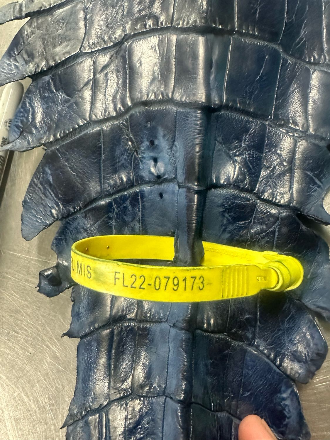 Navy American Alligator Skin