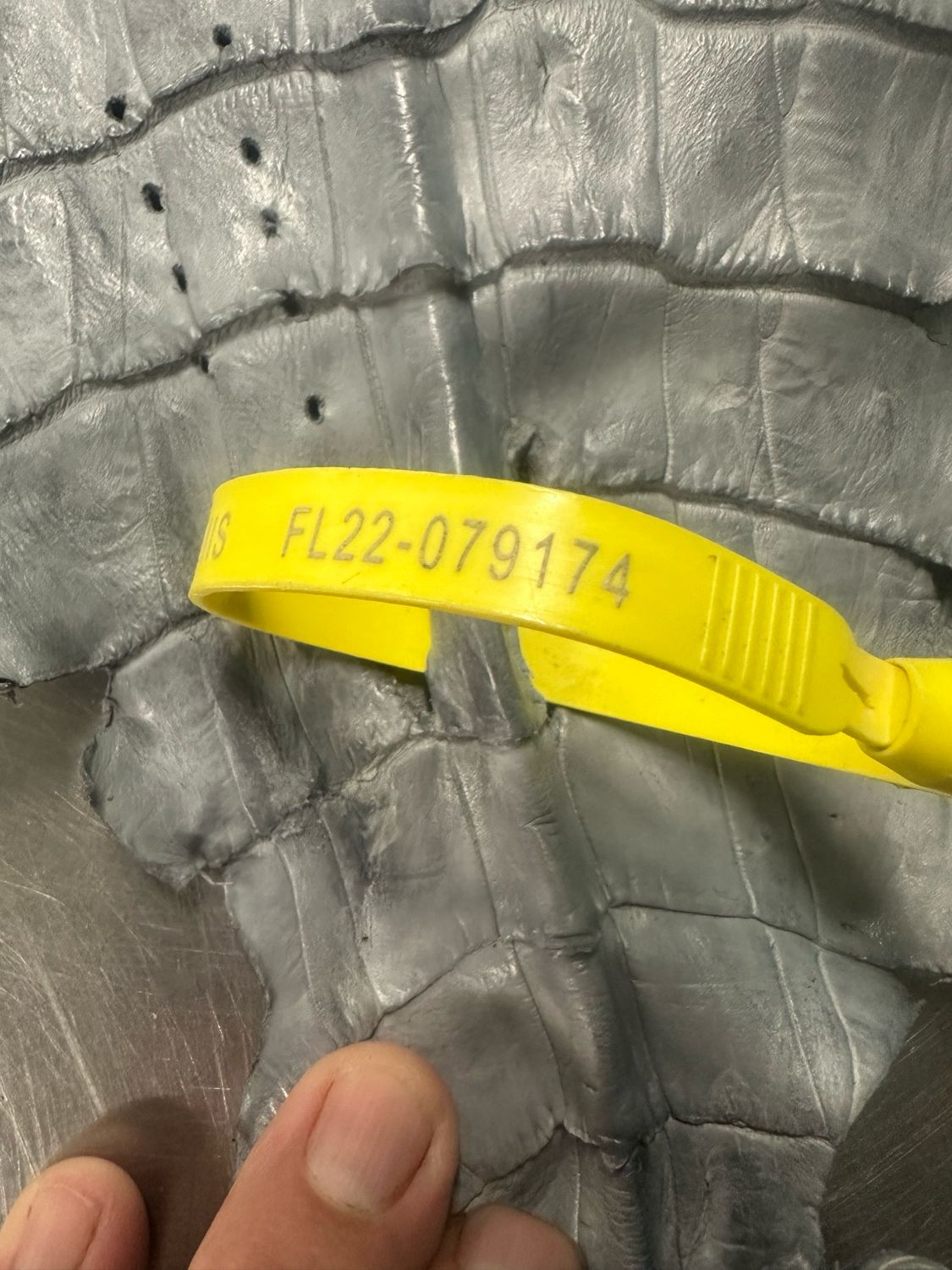 Gray American Alligator Skin