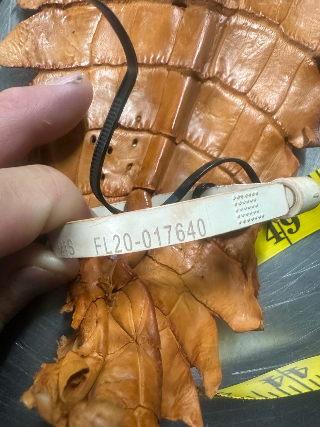 Peanut American Alligator Skin