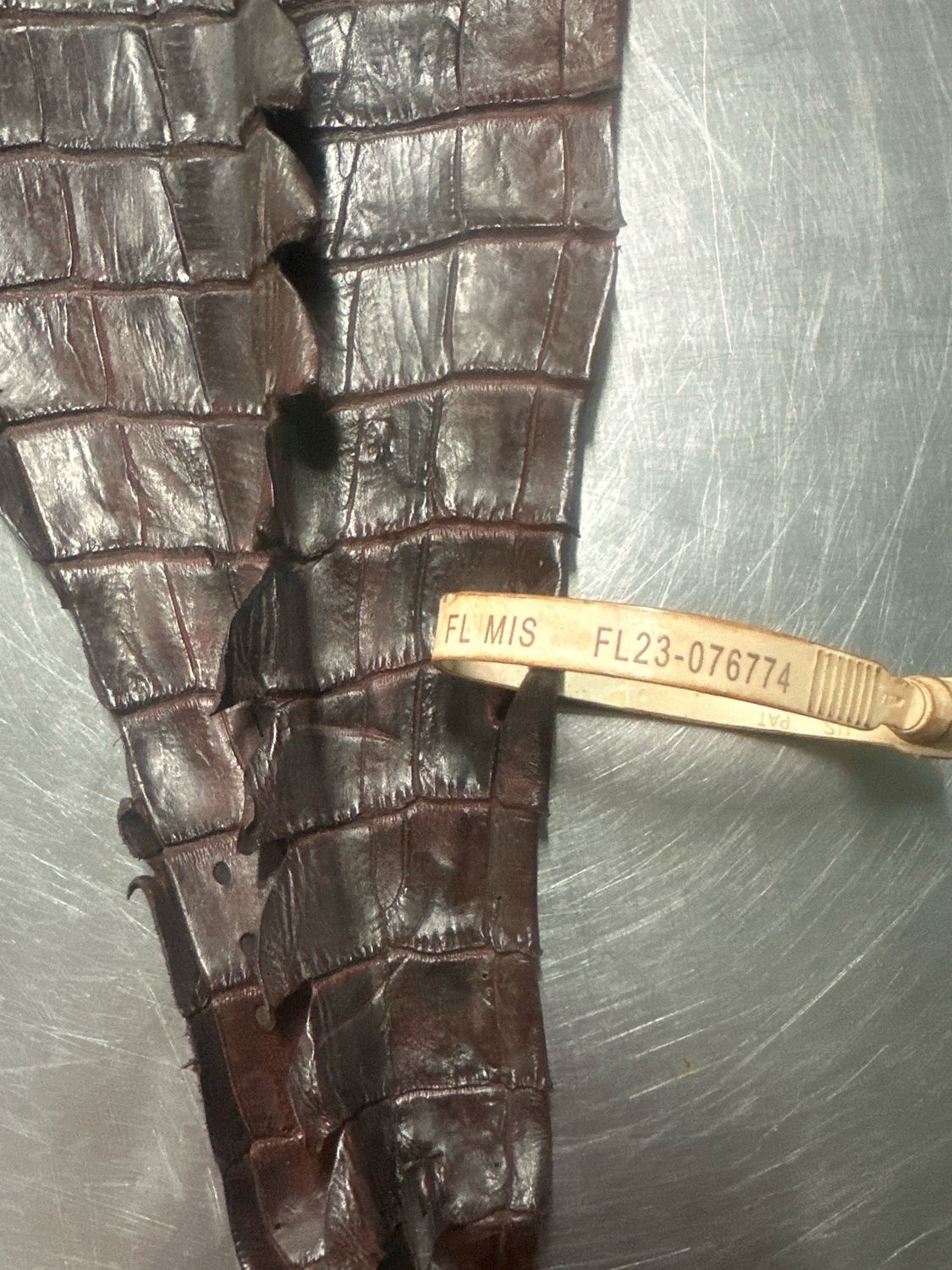 Sports Rust American Alligator Hornback