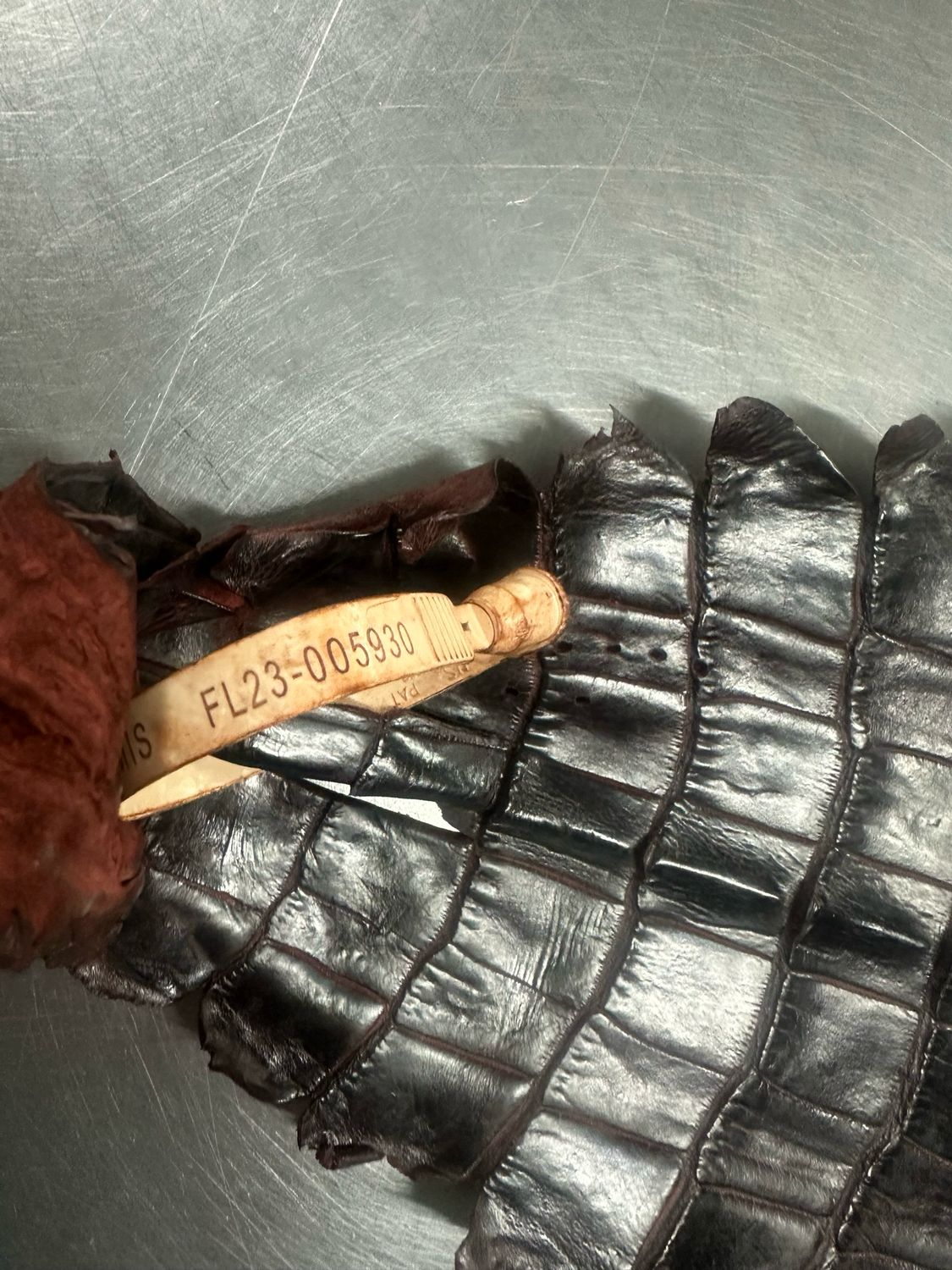 Sports Rust American Alligator Skin