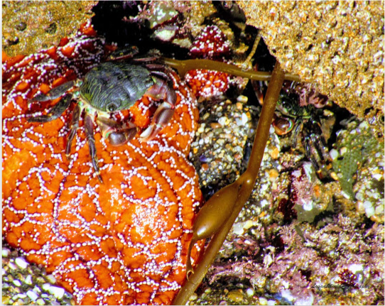 Crab on Seastar 16&quot; X 20&quot; Canvas Print