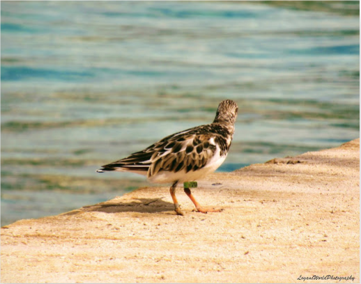 Ruddy Turnstone at Jan Thiel 11&quot; x 14&quot; Canvas Print