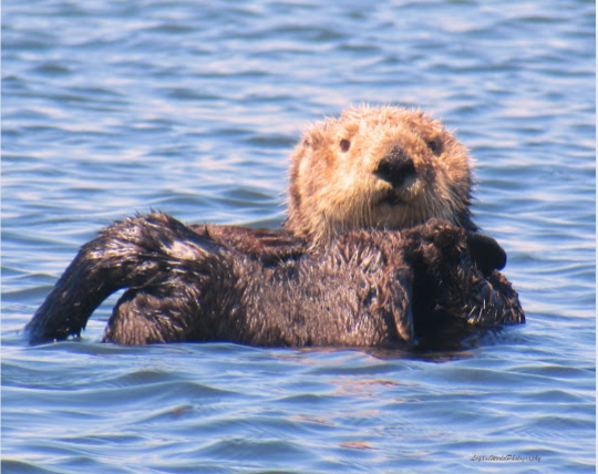 Sea Otter 16&quot; x 20&quot; Canvas Print