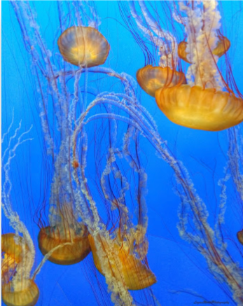 Pacific Sea Nettle 11&quot; x 14&quot; Canvas Print