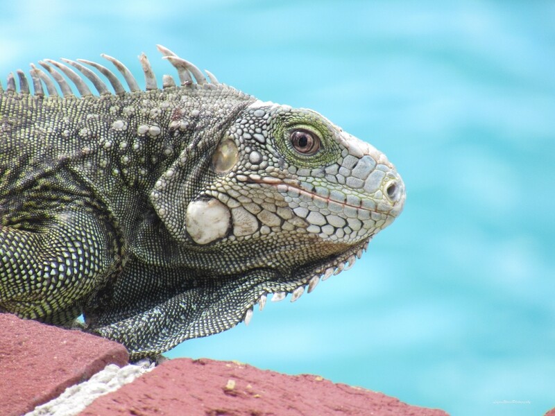 Green Iguana Sunning 15&quot; x 20&quot; Photo Print