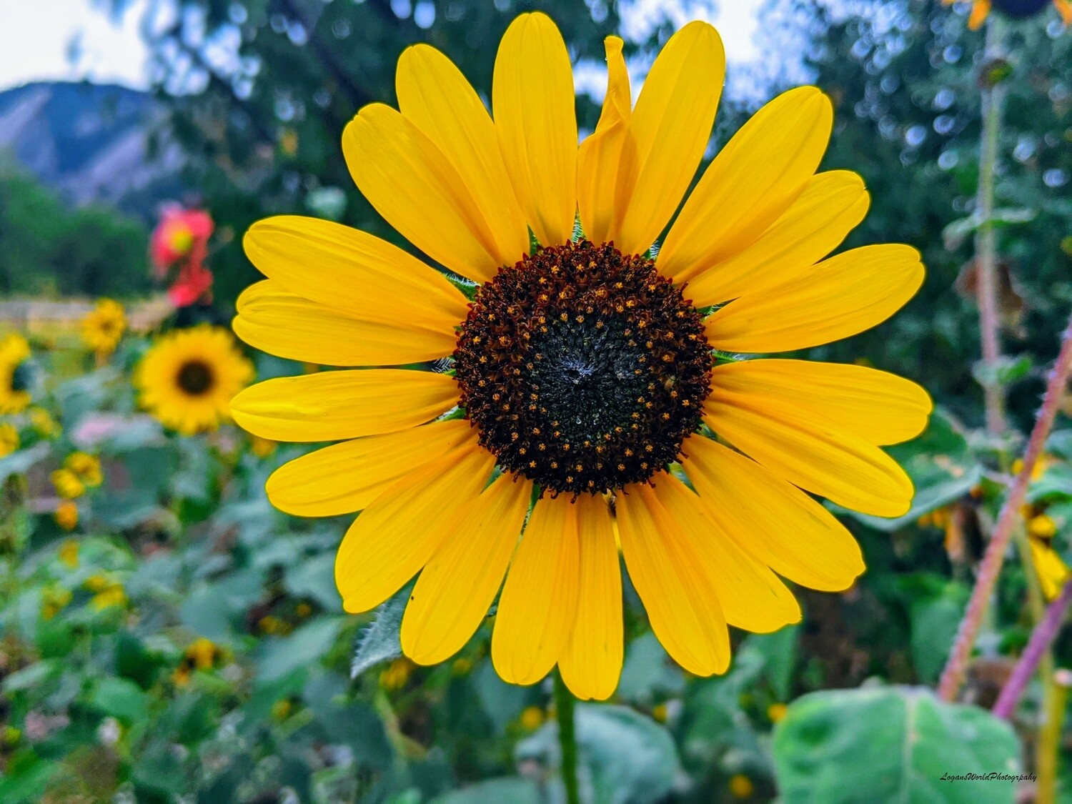 Sunflower 15" x 20" Photo Print