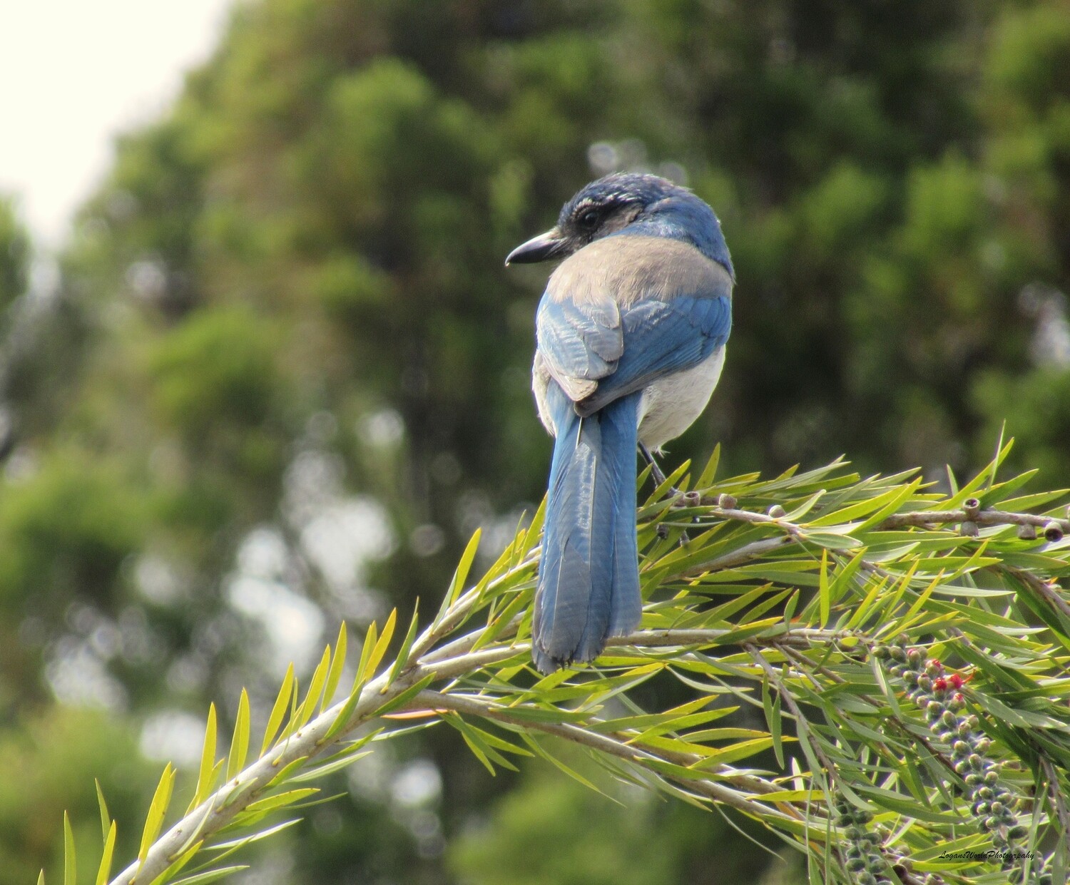 California Scrub Jay 11" x 14" Photo Print California Scrub Jay 11" x 14" Photo Print