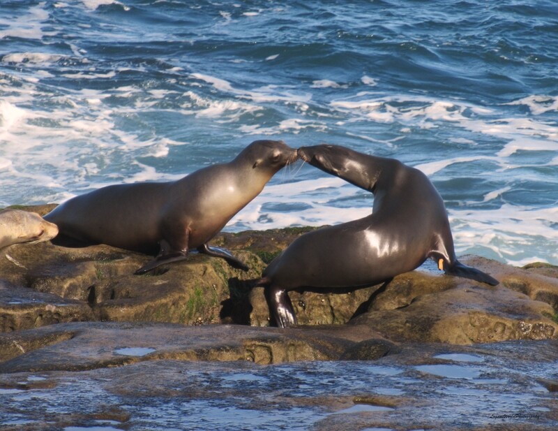 Sea Lion Love 12&quot; x 16&quot; Photo Print