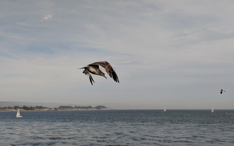 Western Gull 9&quot; x 14&quot; Photo Print