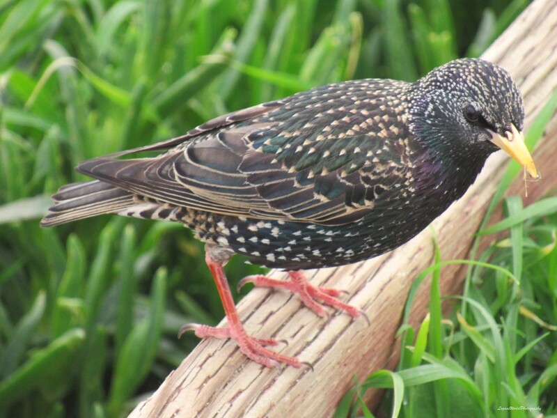 Common Starling 12&quot; x 16&quot; Photo Print