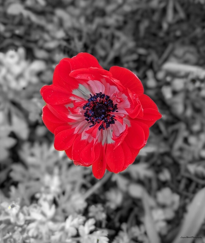 Color Pop Poppy 11&quot; x 14&quot; Photo Print