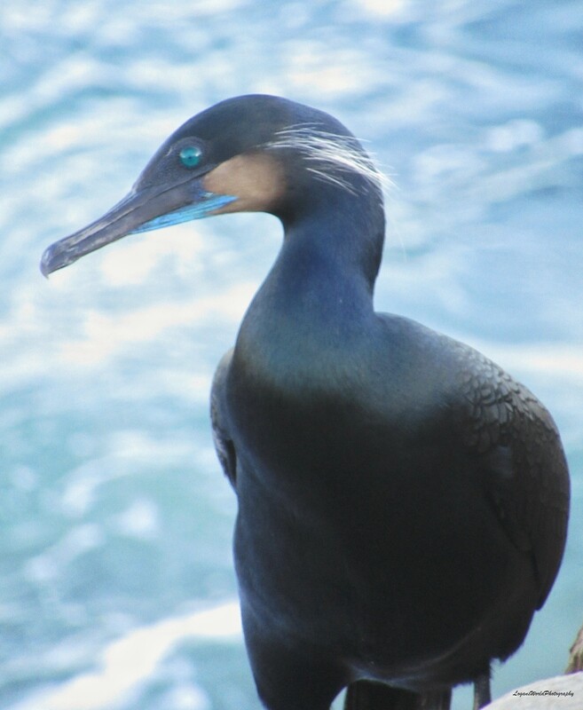 Brandt&#39;s Cormorant 11&quot; x 14&quot; Photo Print