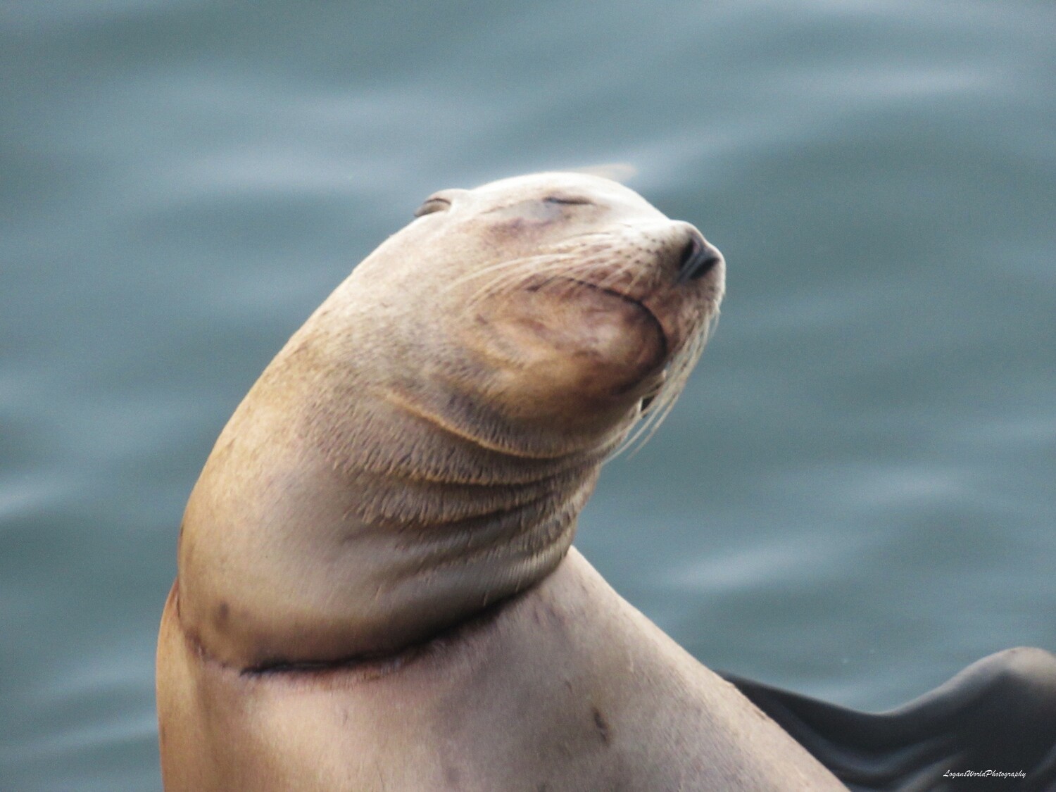 Wounded Sea Lion 15" x 20" Photo Print Wounded Sea Lion 15" x 20" Photo Print