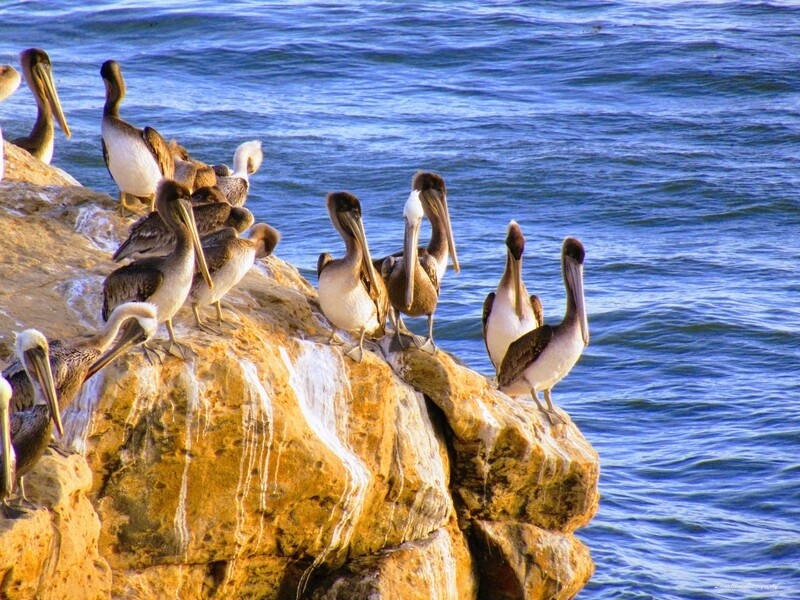 Pelicans on a Rock 12&quot; x 16&quot; Photo Print
