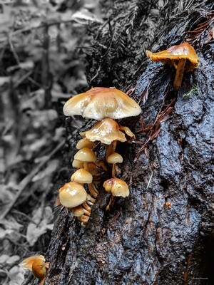 Mushroom on Log 12" x 16" Photo Print