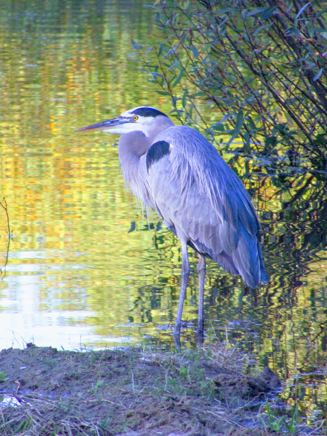 Great Blue Heron 11" x 14" Photo Print Great Blue Heron 11" x 14" Photo Print