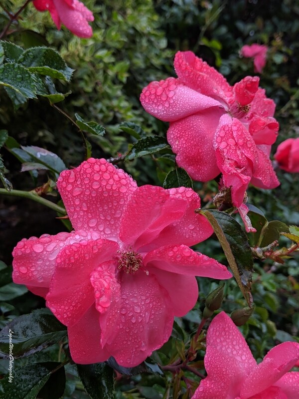 Rainy Roses 12&quot; x 16&quot; Photo Print