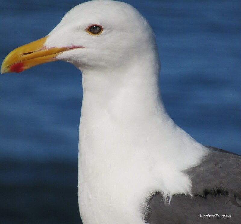 Seagull 12&quot; x 12&quot; Photo Print
