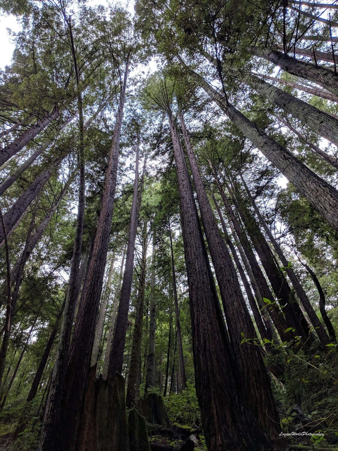 Redwoods 12&quot; x 16&quot; Photo Print
