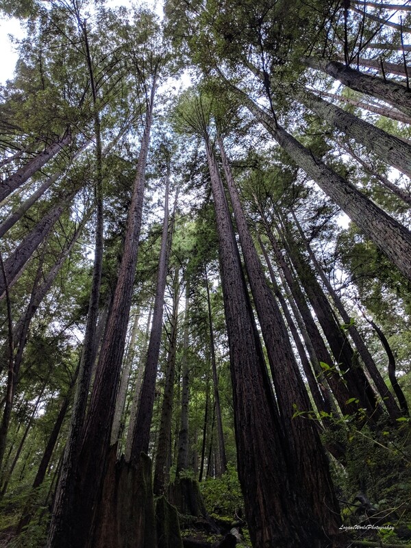 Redwoods 12&quot; x 16&quot; Photo Print