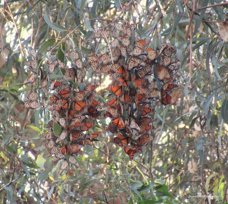 Monarchs 12&quot; x 16&quot; Photo Print