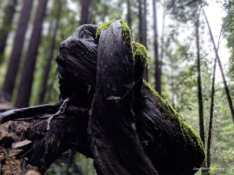 Knotted Root 12&quot; x 16&quot; Photo Print