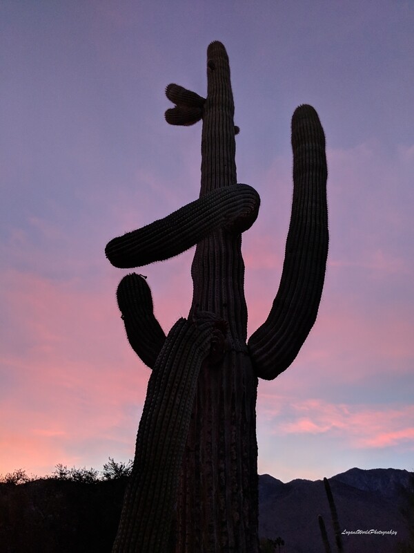 Cactus Palms Springs 12&quot; x 16&quot; Photo Print