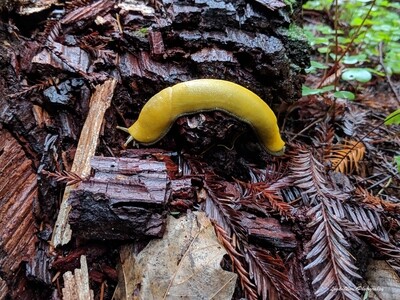 Banana Slug 12" x 16" Photo Print