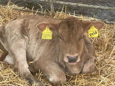 Sponsor A Calf Pria