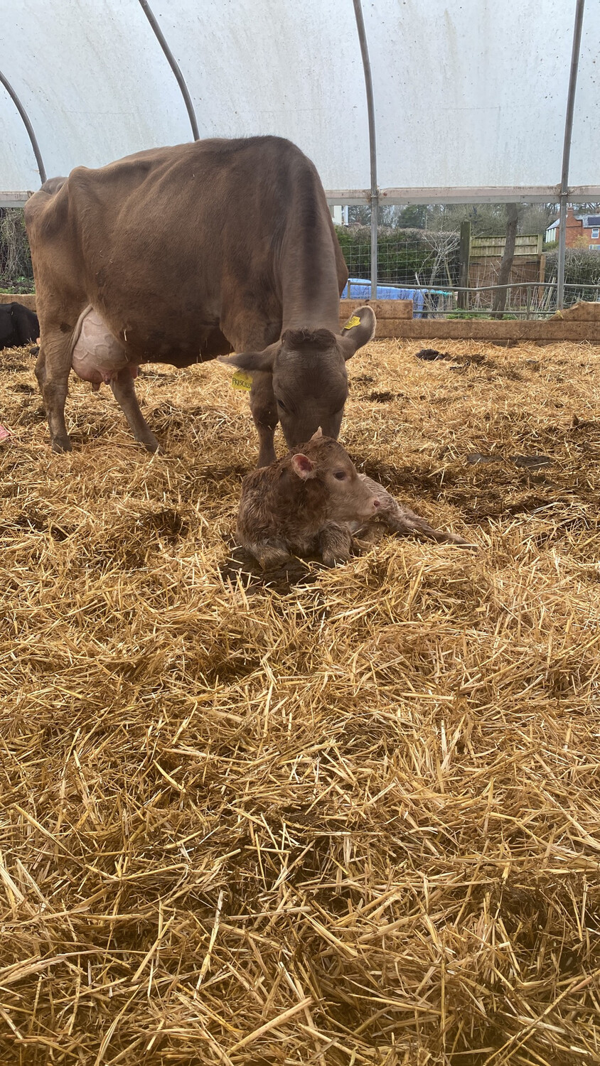 Sponsor A Calf Pria