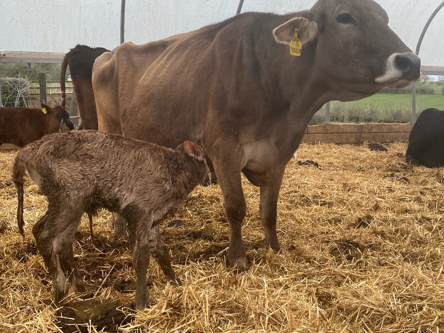 Sponsor A Calf Pria