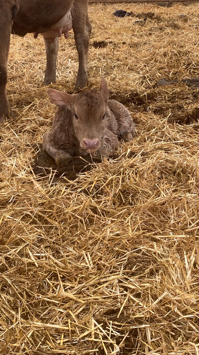 Sponsor A Calf Pria