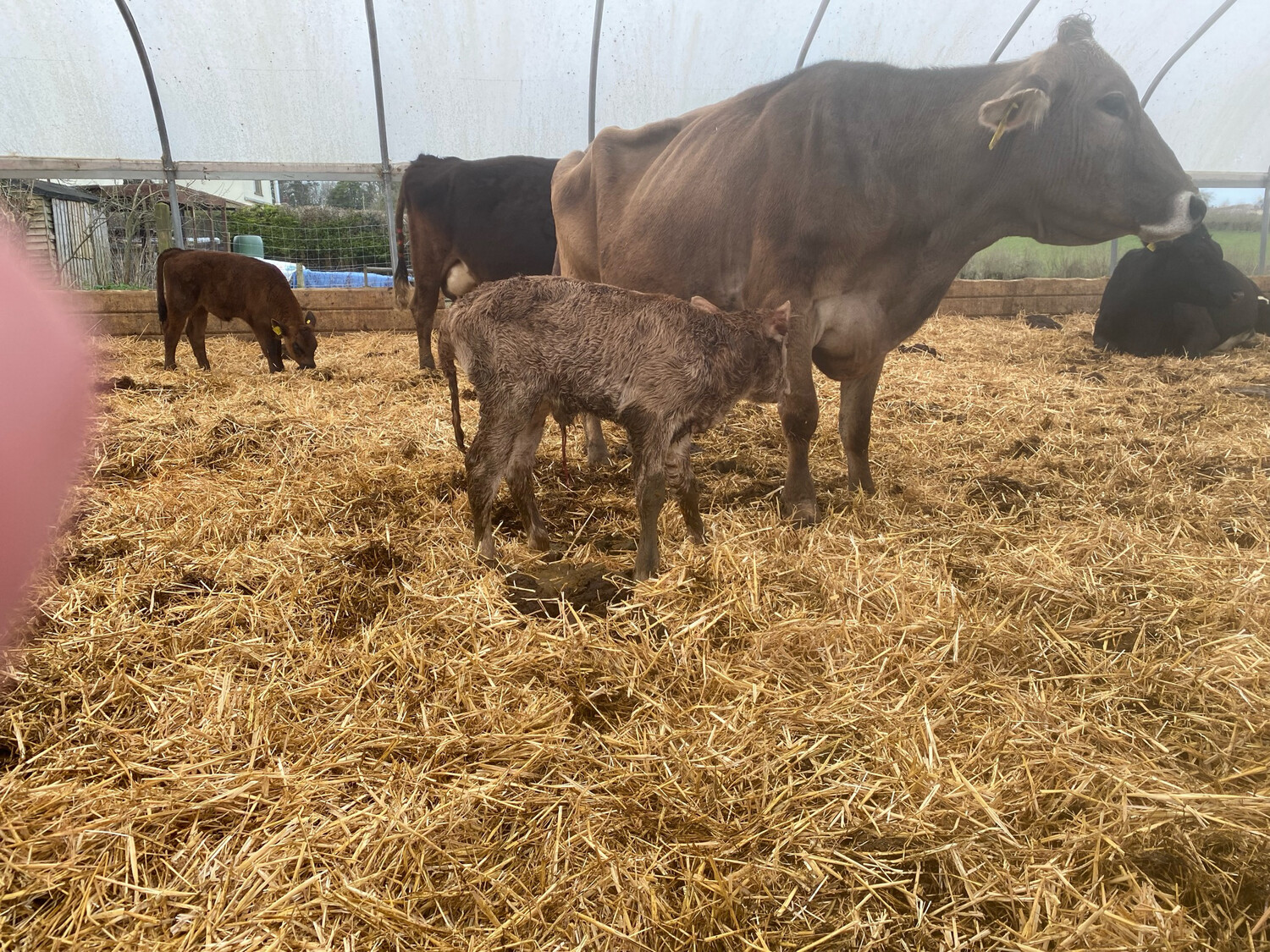 Sponsor A Calf Pria