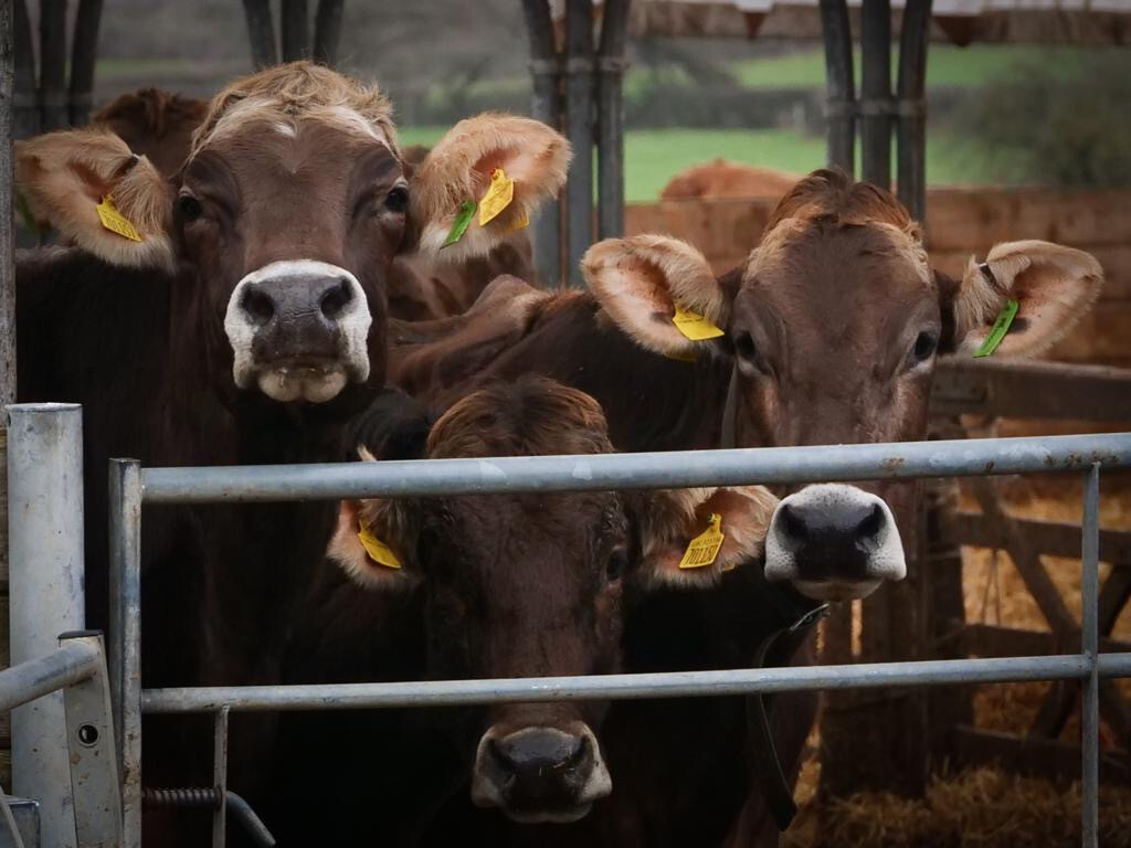 Family Friendly Farm Tours