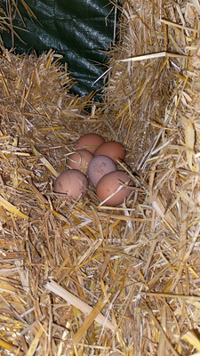 Family Friendly Farm Tours