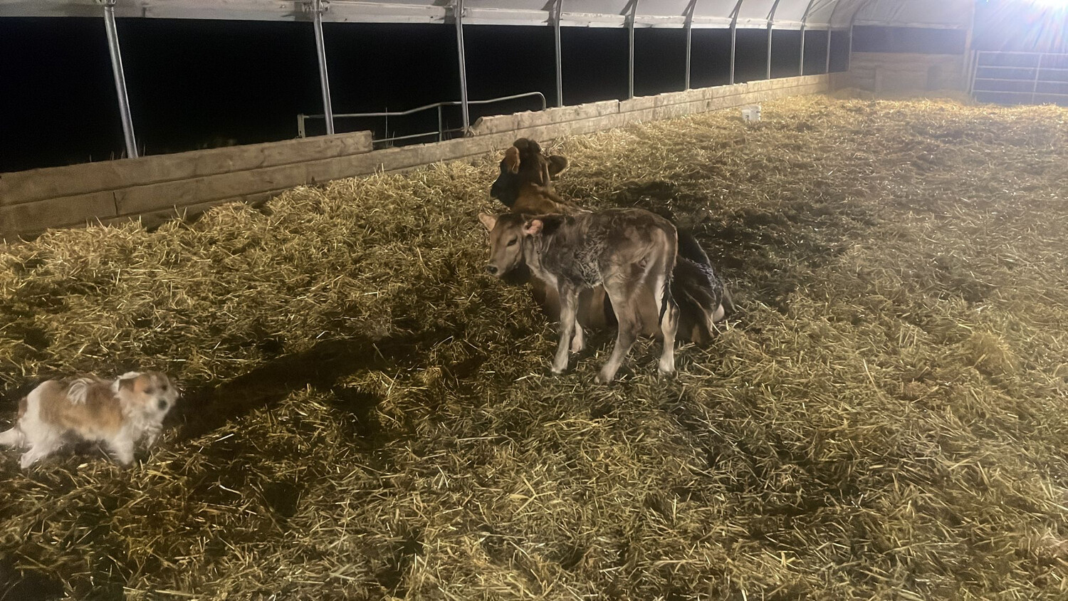 Sponsor A Calf Essie