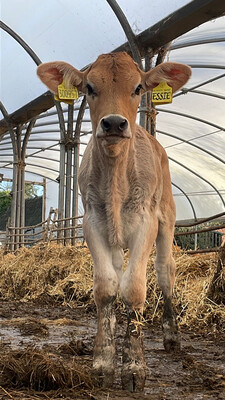 Sponsor A Calf Essie